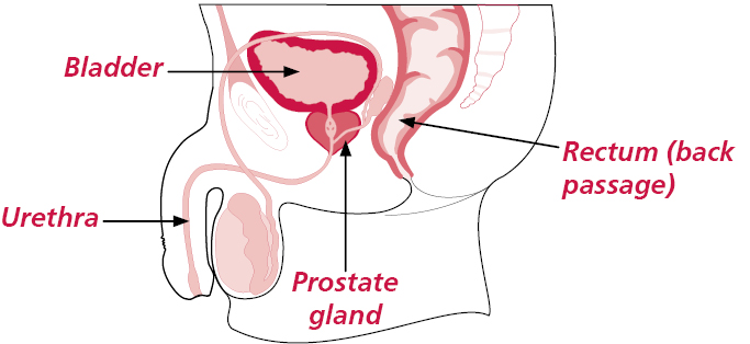 Anatomical illustration of where the prostate gland is in the body.
