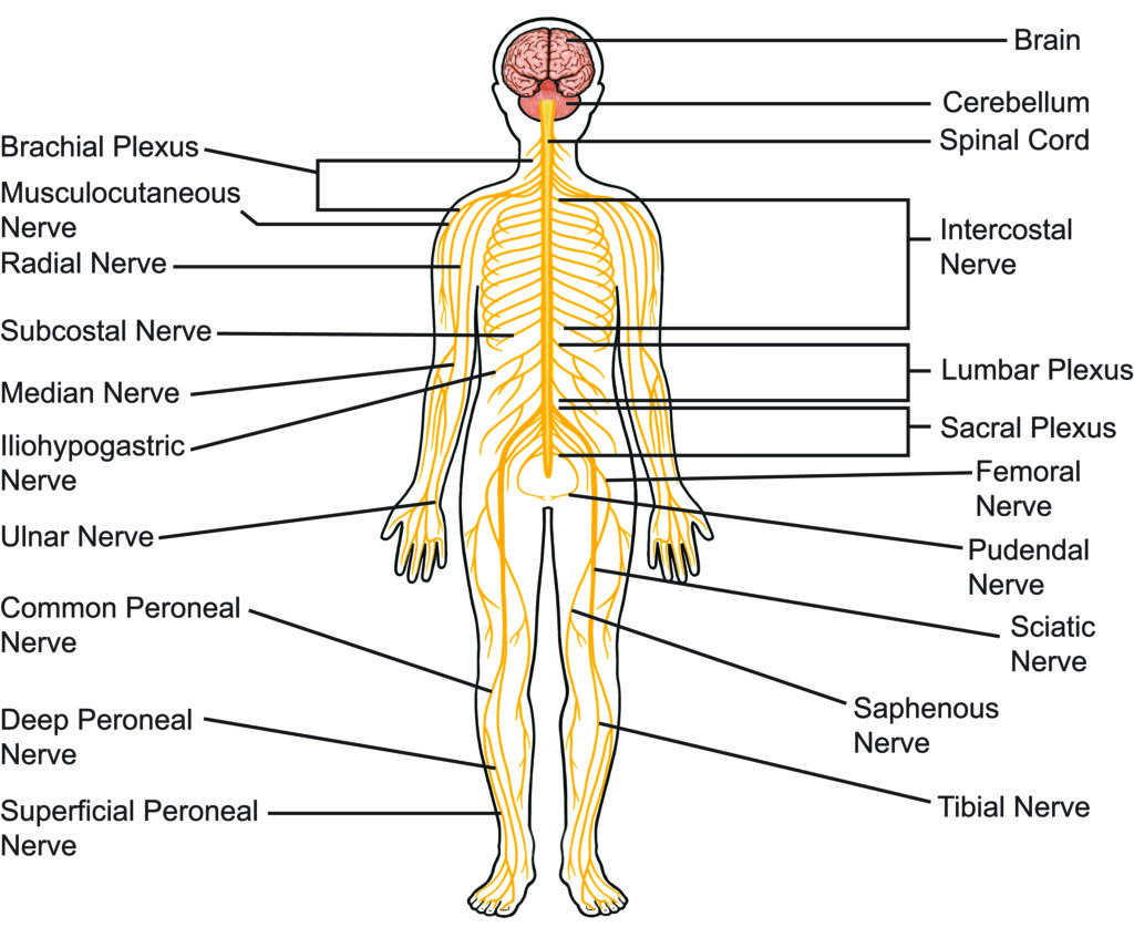 An illustration showing the different nerves in the body.