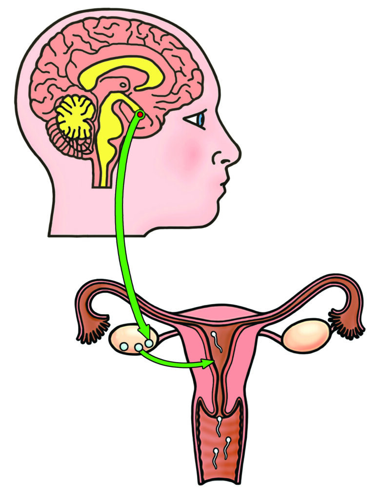 An illustration that shows a cut away picture of the head and brain to show where the hormones come from. The hormones enter the blood stream which carries the signals to the ovary (also shown). When the ovary begins the development of an egg, more hormones are produced here which go into the blood and send signals to the womb to thicken the lining. 