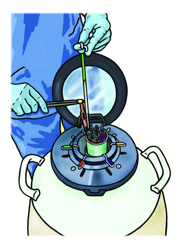 An illustration showing egg storage. Eggs are stored in liquid nitrogen (-196C) in small plastic straws.