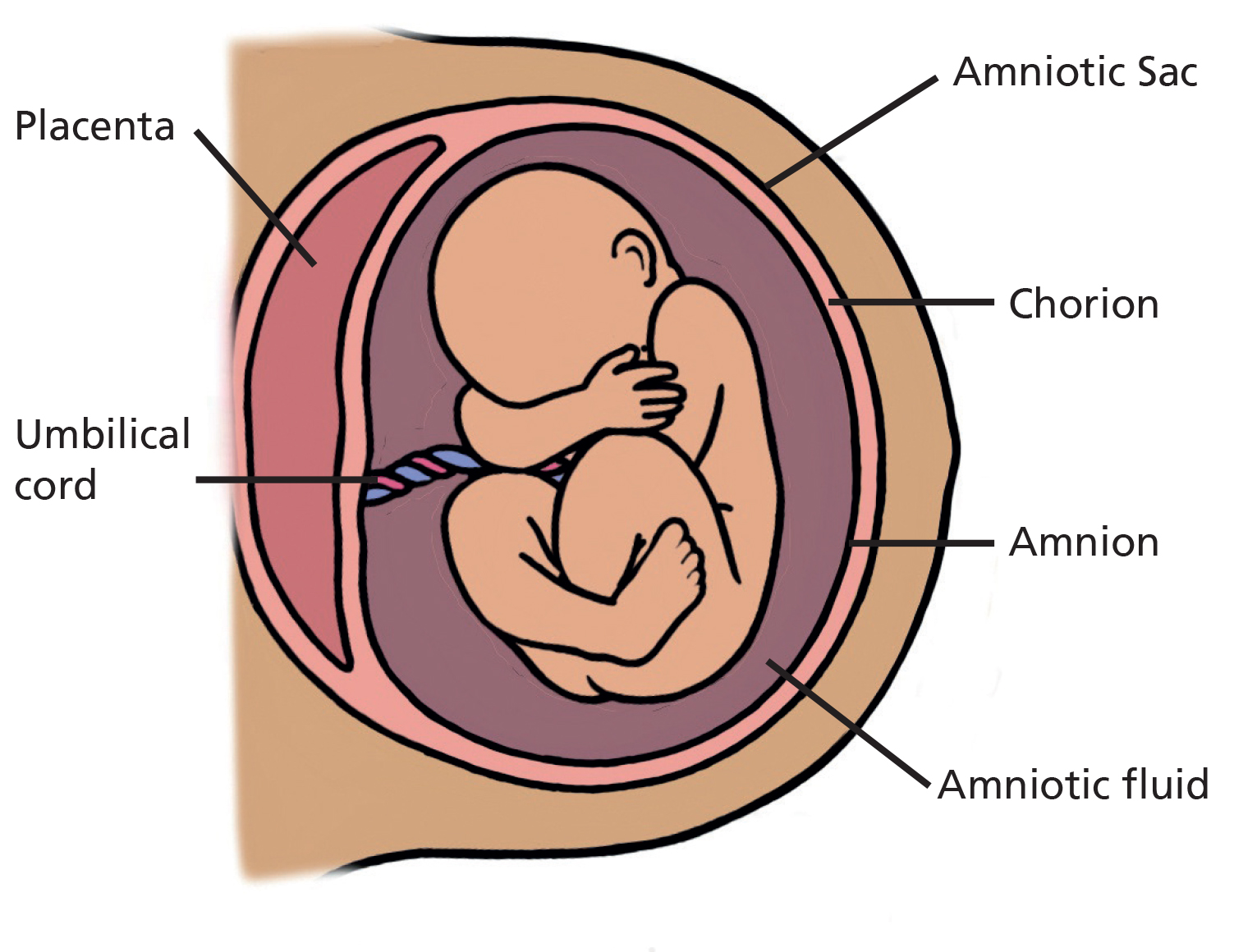 Illustration of a baby in the womb, showing the amniotic sac and fluid.