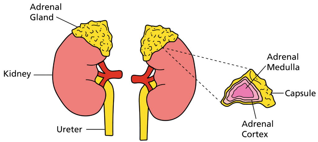Illustration showing the Adrenal Glands situated on top of the Kidneys.