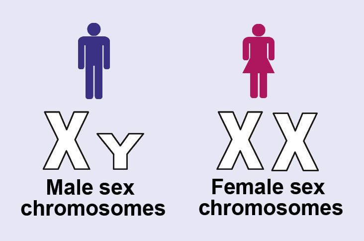 Illustration showing male sex chromosomes (XY) and female sex chromosomes (XX)